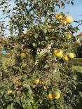 od. Biogolden (rezist) v únoru nejchutnější jablko Orel Jednota - Hustopeče nad Bečvou
